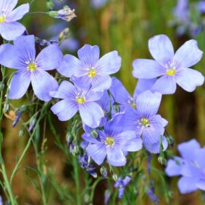 Linum perenne 'Saphir'; püsiklina 'Saphir'