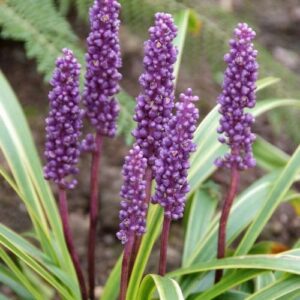 Liriope muscari 'Gold Banded'; tihe habemätas 'Gold Banded'