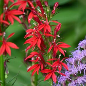 Lobelia cardinalis; punane lobeelia