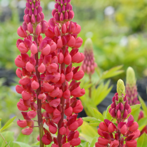 Lupinus x russellii ‘The Pages’; Russelli lupiin 'The Pages'