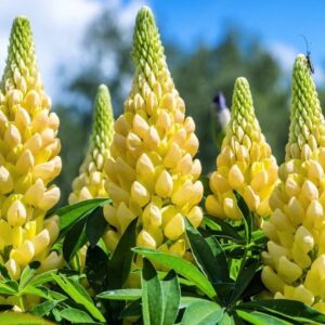 Lupinus x russellii 'Chandelier'; Russelli lupiin 'Chandelier'