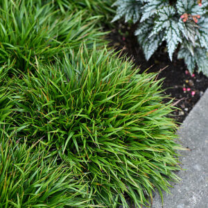 Luzula pilosa 'Igel'; karvane piiphein 'Igel'