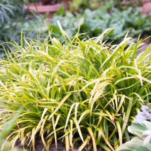 Luzula sylvatica 'Solar Flair'; mets-piiphein 'Solar Flair'