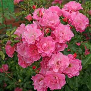 Roos Rosa Rose 'Maxi Vita'