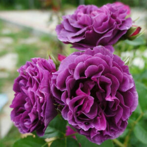 Roos Rosa Rose 'Minerva'