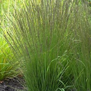 Molinia caerulea 'Torch'; harilik sinihelmikas 'Torch'