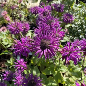 Monarda 'Blaustrumpf'; monarda 'Blaustrumpf'