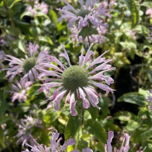 Monarda 'Fishes'; monarda 'Fishes'
