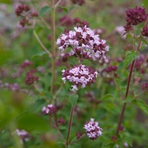 Origanum vulgare; harilik pune