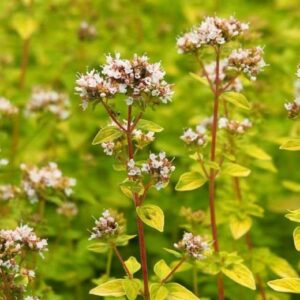 Origanum vulgare 'Aureum'; harilik pune 'Aureum'