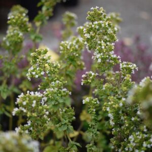 Origanum vulgare 'Hot and Spicy'; harilik pune 'Hot and Spicy'
