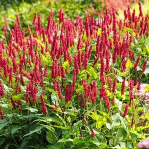 Persicaria amplexicaulis; kaelus-ussitatar
