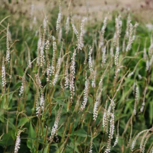 Persicaria amplexicaulis 'Alba'; kaelus-ussitatar 'Alba'