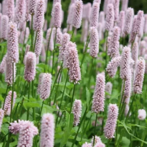 Persicaria bistorta 'Superba'; harilik ussitatar 'Superba'