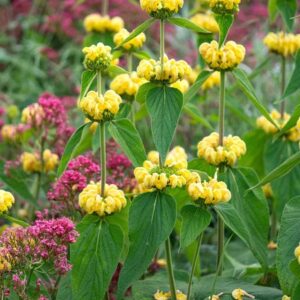 Phlomis russeliana; süüria tuliürt