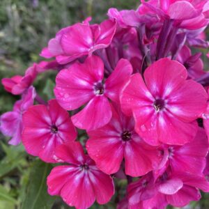Phlox paniculata 'Alexandra'; aed-leeklill 'Alexandra'