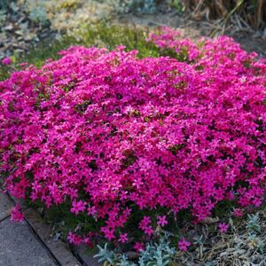 Phlox douglasii 'Crackerjack'; Douglase leeklill 'Crackerjack'