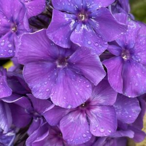Phlox paniculata 'Blue Paradise'; aed-leeklill 'Blue Paradise'