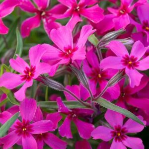 Phlox subulata 'Red Wing'; nõeljalehine leeklill 'Red Wing'