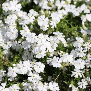 Phlox subulata 'White Delight'; nõeljalehine leeklill 'White Delight'