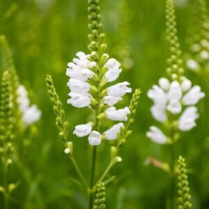 Physostegia virginiana 'Alba'; virgiinia tonditupik 'Alba'