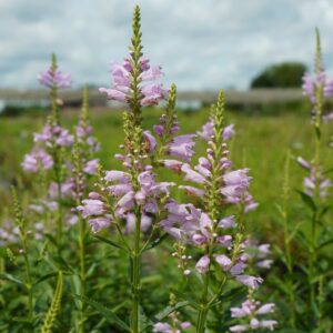 Physostegia virginiana 'Bouquet Rose'; virgiinia tonditupik 'Bouquet Rose'