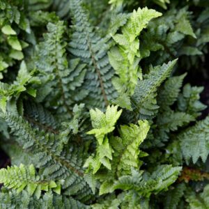 Polystichum setiferum 'Congestum'; karvik-astelsõnajalg 'Congestrum'