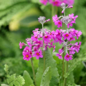 Primula beesiana; Beesi priimula