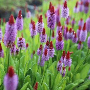 Primula vialii; Viali priimula
