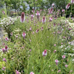 Sanguisorba officinalis 'Pink Tanna'