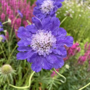 Scabiosa caucasica 'Fama'