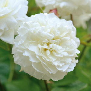 Roos Rosa Rose 'Susan Williams-Ellis'