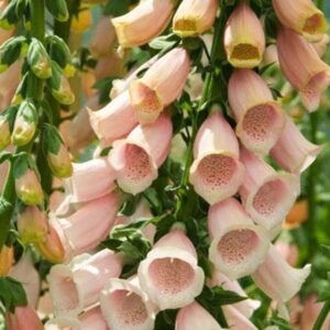 Digitalis purpurea 'Sutton's Apricot'; verev sõrmkübar 'Sutton's Apricot