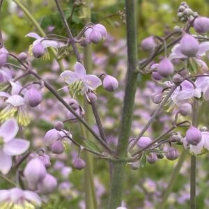 Thalictrum delavayi