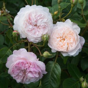 Roos Rosa Rose 'The Albrighton Rambler'