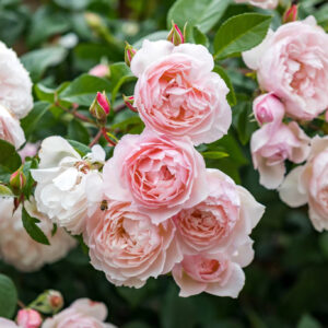 The Generous Gardener