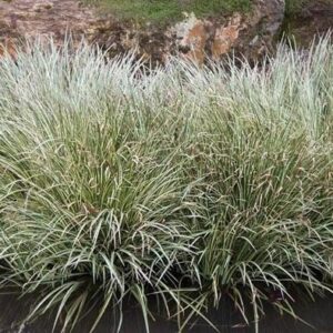 Acorus gramineus 'Argenteostriatus'