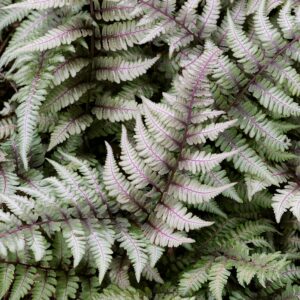 Athyrium niponicum var. pictum 'Metallicum'; nipponi naistesõnajalg 'Metallicum'