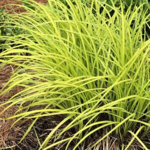 Carex elata 'Aurea' / 'Bowles Golden'; luhttarn 'Aurea' / 'Bowles Golden'