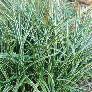 Carex morrowii 'Ice Dance'; jaapani tarn 'Ice Dance'