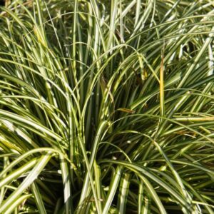Carex oshimensis 'Evergold'; oshiima tarn 'Evergold'