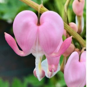 Dicentra spectabilis 'Cupid'; harilik murtudsüda 'Cupid'
