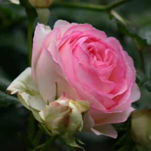Roos Rosa Rose 'Eden Rose 85' / Pierre de Ronsard'