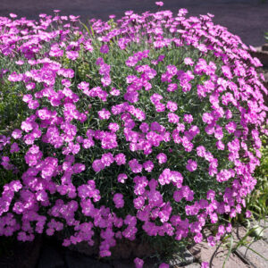 Dianthus gratianopolitanus 'Eydangeri'; hall nelk 'Eydangeri'