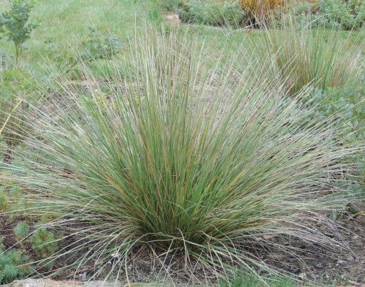 Festuca mairei