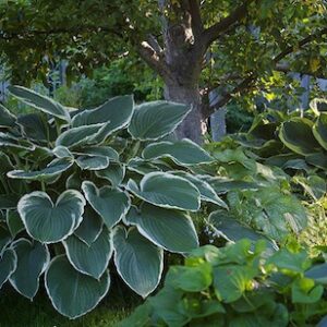 Hosta 'Frosted Jade'; hosta 'Drosted Jade'