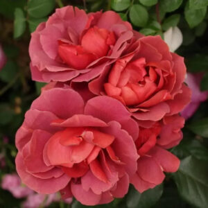 Roos Rosa Rose 'Hot Chocolate / Hot Cocoa'