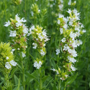 Hyssopus officinalis 'Albus'; harilik iisop 'Albus'