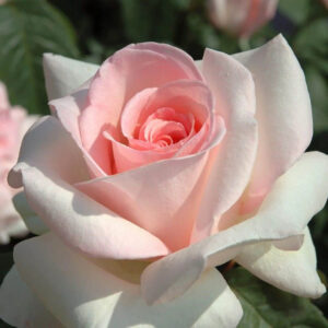 Roos Rosa Rose 'Prince Jardinier'