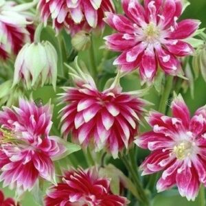 Aquilegia vulgaris var. stellata ‘Nora Barlow’